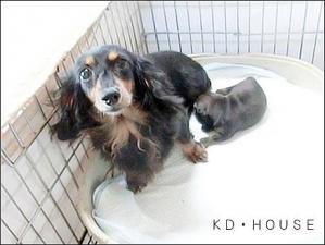 カニンヘンダックス専門ブリーダーKD・HOUSE