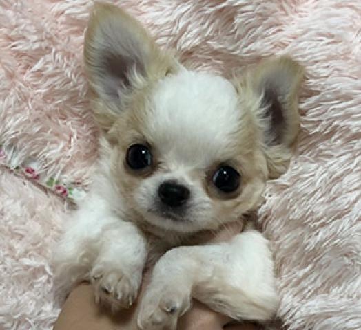 チワワ ロングコート 子犬や子猫たちのペット販売情報が満載 ペットステーション