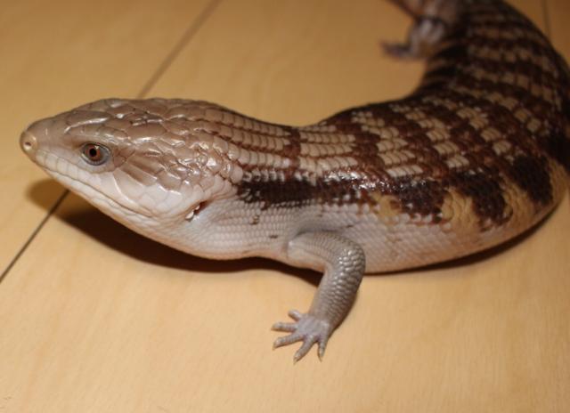 最高アオジタ トカゲ 種類 最高の花の画像