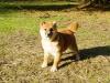 柴犬