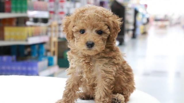 トイプードル 子犬や子猫たちのペット販売情報が満載 ペットステーション