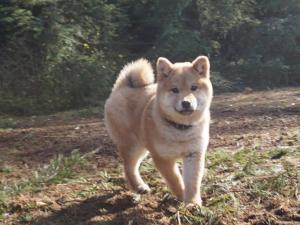 柴犬