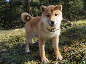 柴犬