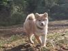柴犬