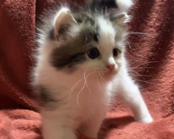 マンチカン 長足 長毛 子犬や子猫たちのペット販売情報が満載 ペットステーション