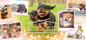 OG KENNEL