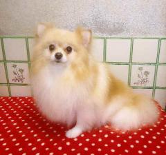 ラナ(八尾市)プードル・ポメラニアン子犬