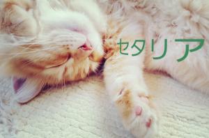 セタリア