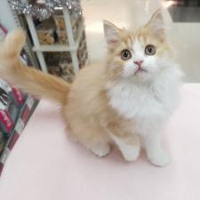 ラガマフィン ☆ふわふわ天使ネコ!☆