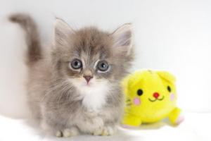 遺伝子検査実施済みのブリーダー「cherie(シェリ)」