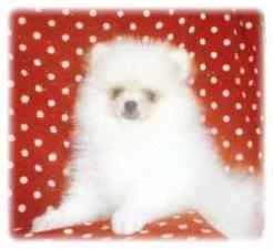ラナ(八尾市)ポメラニアン・プードル子犬