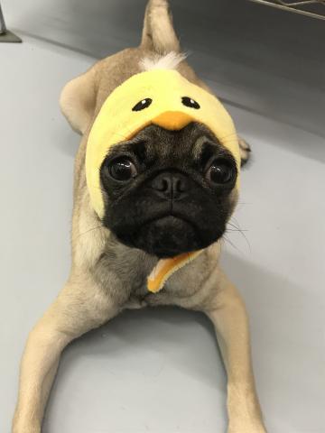 パグ 子犬や子猫たちのペット販売情報が満載 ペットステーション