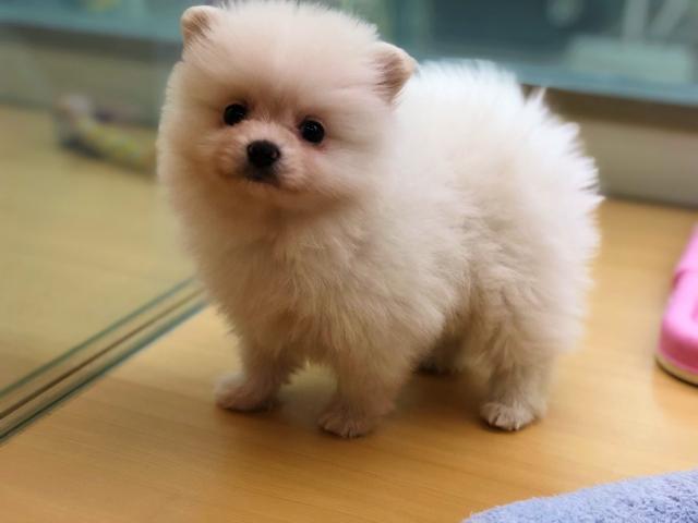 ポメラニアン 子犬や子猫たちのペット販売情報が満載 ペットステーション ポメラニアン 子犬や子猫たちのペット販売情報が満載 ペットステーション