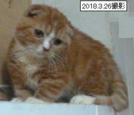 マンチカン
