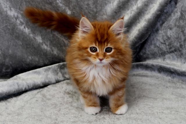 メインクーン 子犬や子猫たちのペット販売情報が満載 ペットステーション メインクーン 子犬や子猫たちのペット販売情報が満載 ペットステーション