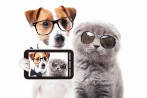 ペットショップ子犬家