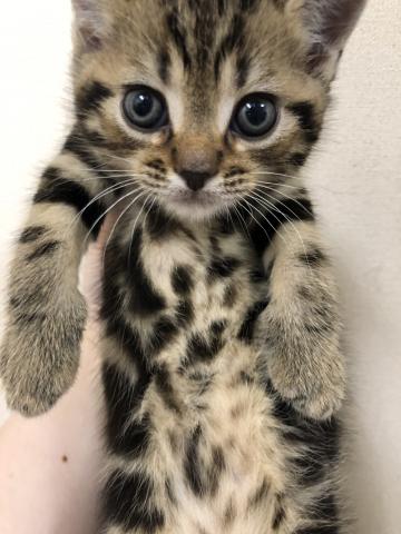 アメリカンショートヘアー