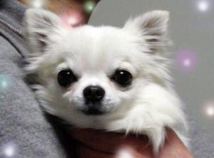 ライナスプラス犬舎 福岡県 画像ギャラリー