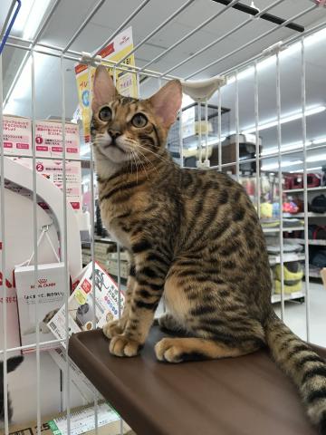 ベンガル 子犬や子猫たちのペット販売情報が満載 ペットステーション