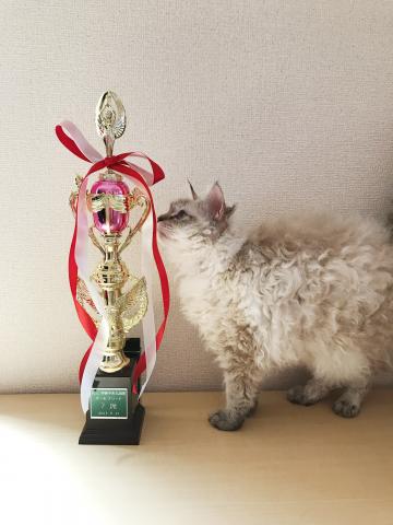 トリプルチャンピオンのママ猫
