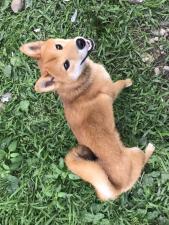 柴犬