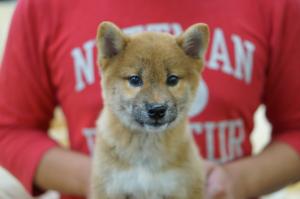 柴犬