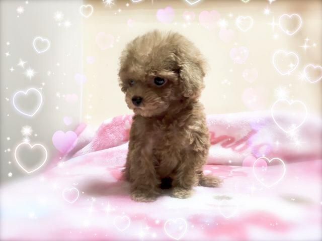 トイプードル♡店長オススメ！コンパクトなTカップPoodle♡