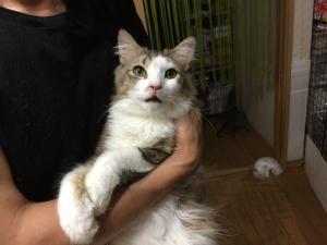 らむきん