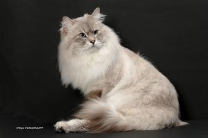 CMATERRACE SIBERIANS
