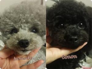 Bliss Poodle Cherish