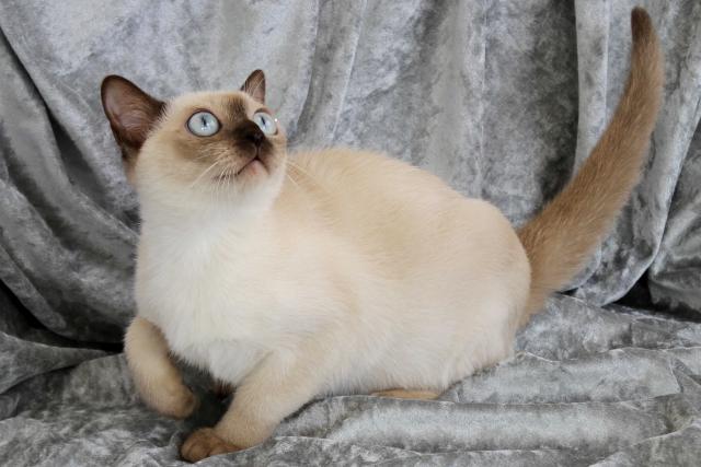 トンキニーズ - 子犬や子猫たちのペット販売情報が満載「ペット 