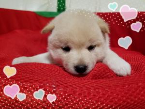 柴犬(豆柴)