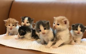 にじねこや