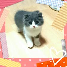 スコティッシュフォールド