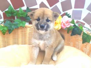 柴犬