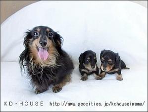 カニンヘンダックス専門ブリーダーKD・HOUSE