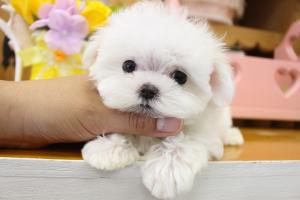 マルチーズ
