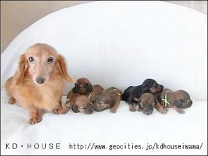 カニンヘンダックス専門ブリーダーKD・HOUSE