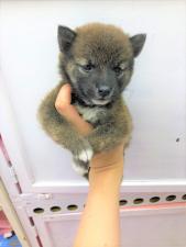 柴犬