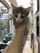 ノルウェジアンフォレストキャット