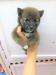 柴犬