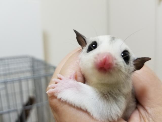 これまでで最高のフクロモモンガ 可愛い すべてかわいい動物