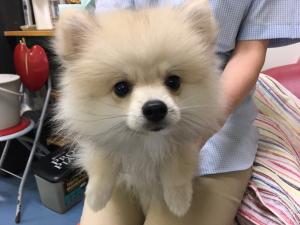ポメラニアン