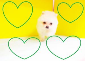 ポメラニアン