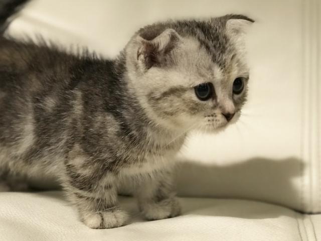 耳折れ短足マンチカン かわいい子ねこのblue Star サイベリアン専門feodora