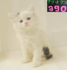 ノルウェジアンフォレストキャット