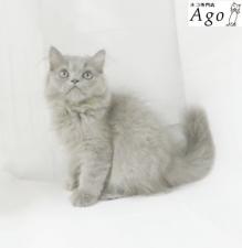 エキゾチックロングヘアー