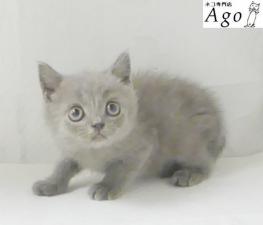ブリティッシュショートヘア
