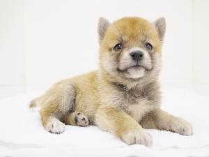 柴犬