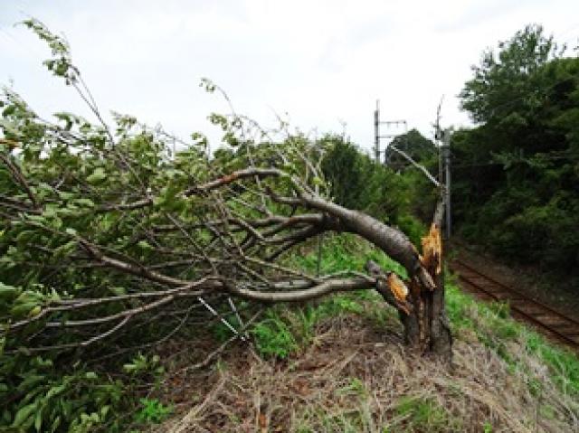 2018/08/23　　台風でサクランボの木が折れました画像1
